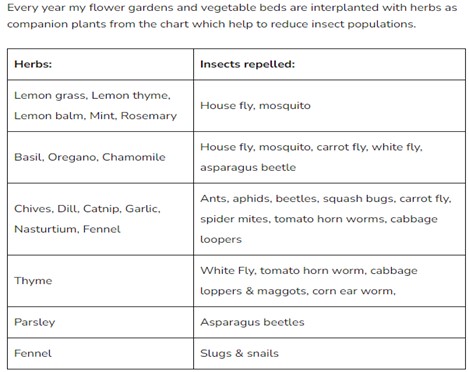 Honey Bee Nutrition- 3:  How Can We Support Honey Bee Nutrition