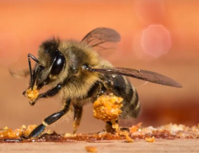 Honey Bees create and benefit from Propolis