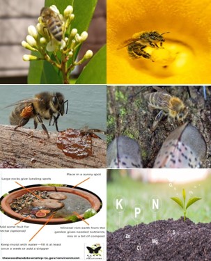 Honey Bee Nutrition - 1: Why is Honey Bee Nutrition Important