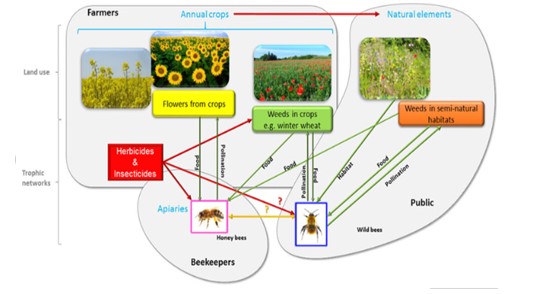 Honey Bee Nutrition - 4:  How is Honey Bee health important to us